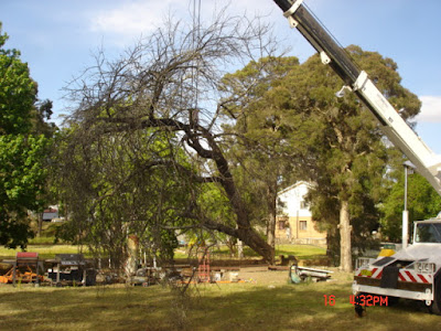 Plant removal